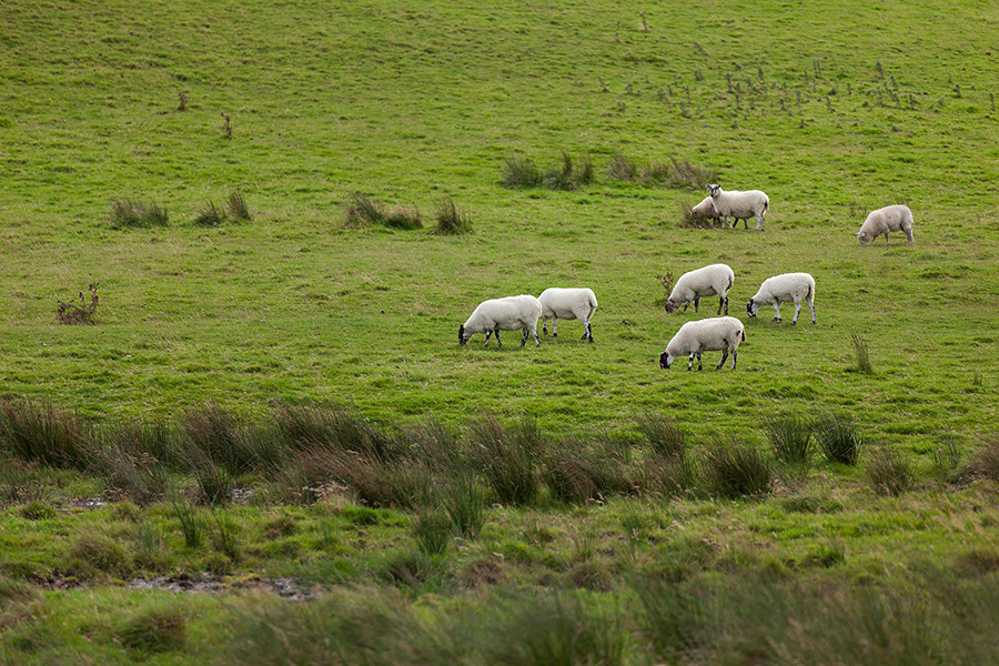 Diario di viaggio fotografico in Irlanda, Agosto 2016