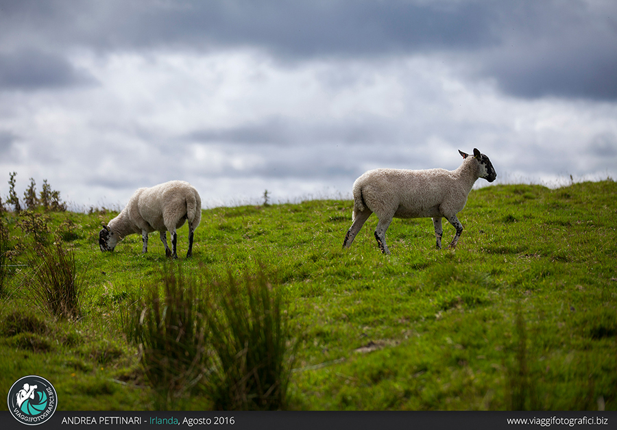 Diario di viaggio fotografico in Irlanda, Agosto 2016