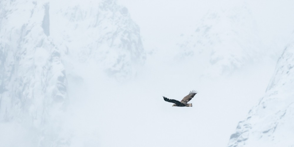 Fotografare le aquile di mare in Norvegia.