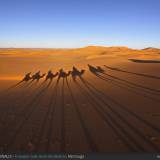 A spasso sulle dune del deserto.