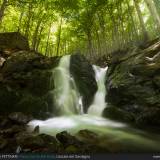 Alberi e cascate