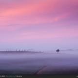 Alberi solitati, Val d'Orcia.