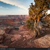 Albero al Dead Horse Point