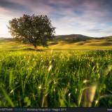 Albero al tramonto