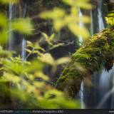 Albero e cascate a Plitvice