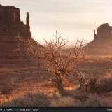 Albero e Monument Valley