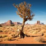 Albero solitario alla Monument Valley.