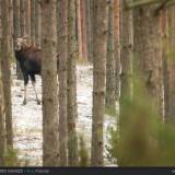 Alce Polonia con viaggi fotografici.