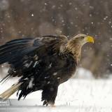 Aquila di mare sotto la neve.