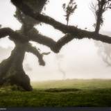 Arms of Fanal - Madeira.