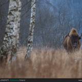 Il Bisonte fotografato nella foresta di Bialowieza in Polonia