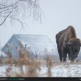 Un bisonte fotografato nella Foresta di Bialowieza durante un viaggio naturalistico!