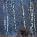 Bisonte immortalato a Bialowieza nella foresta durante il viaggio fotografico naturalistico Wild Poland