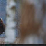 Particolare dell'enorme testa di un bisonte europeo, ambientato nella grande foresta di Bialowieza in Polonia