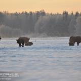 Bisonti Europei in Polonia, nella Foresta di Bialowieza