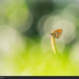 Butterfly nelle campagne bresciane – Fotografia macro