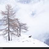 Camoscio in ambiente nel Gran Paradiso durante una bufera
