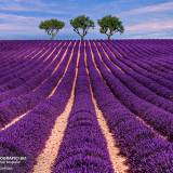 Campi di lavanda in provenza.