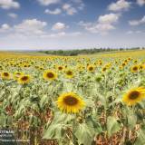 Campo di girasoli