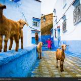 Per le vie di Chefchaouen in Marocco.