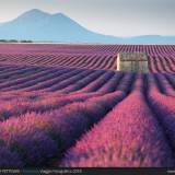 Casa tra la lavanda