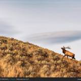 Cervo Wapiti a Yellowstone.