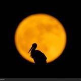 Cicogna Full Moon – Silhouette a Gavasseto