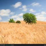 Colline alberi e luce