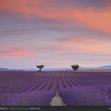 Distese di Lavanda, piana di Valensole.