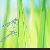 Dragonfly – Accoppiamento alle Torbiere del Sebino