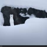 Ermellino alle Lofoten