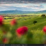 Fiori in Val d'Orcia