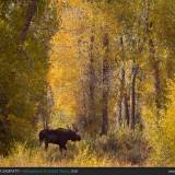 Alce nel Parco Nazionale del Grand Teton