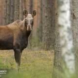 Alce curiosa nell'esteso Parco Nazionale di Biebrza, Polonia dell'est