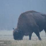 Foto di un bisonte europeo in Polonia