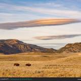 Due bisonti americani nel parco di Yellowstone