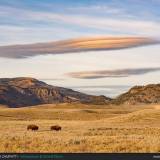 Due bisonti americani nel parco di Yellowstone