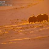 Buoi muschiati al tramonto