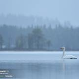 Cigno selvatico