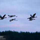 Foto di alcune oche selvatiche in volo nel Parco Nazionale di Biebrza, Polonia