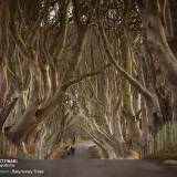 Viale alberato di Ballymoney, Irlanda.