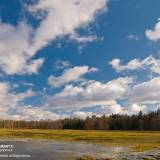 Fotografia con dei bellissimi colori della foresta bielorussa-polacca di Białowieża