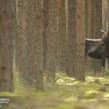 Esemplare di Alce in Polonia nel Parco Nazionale di Biebrza