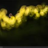 Free Yourself – Fungo nel bosco del Cansiglio