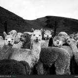 Gruppo di lama in alta montagna.