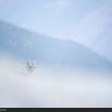 Hide: stambecco nella nebbia nel Gran Paradiso