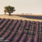 L'albero solitario