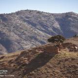 L'albero solitario in marocco