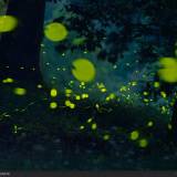 La Danse: lucciole sul Po a Luzzara