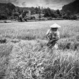 Laos - Allevamento sinergico di gamberi di acqua dolce nelle risaie.